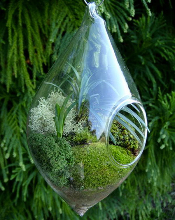 Hanging Teardrop Terrarium. 