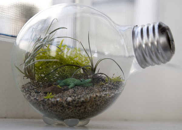 Light Bulb Terrarium. Used light bulbs could be the setting for an adorable miniature terrarium. 