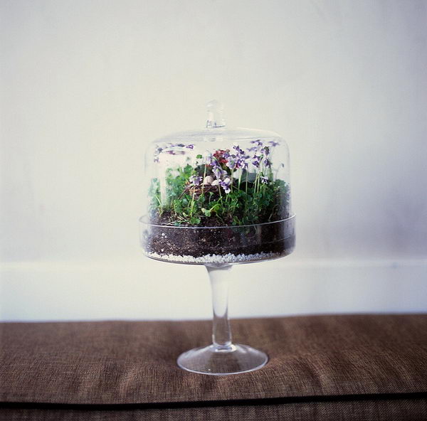 Cake Stand Terrarium. 