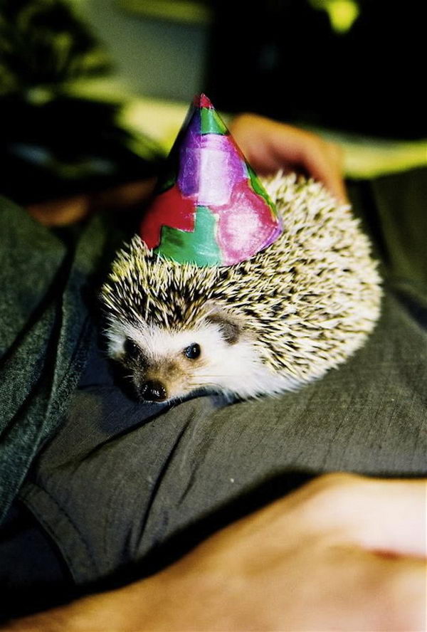 Cool Pet Costumes for Halloween. 