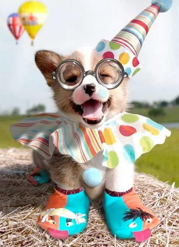 Cool Pet Costumes for Halloween. 