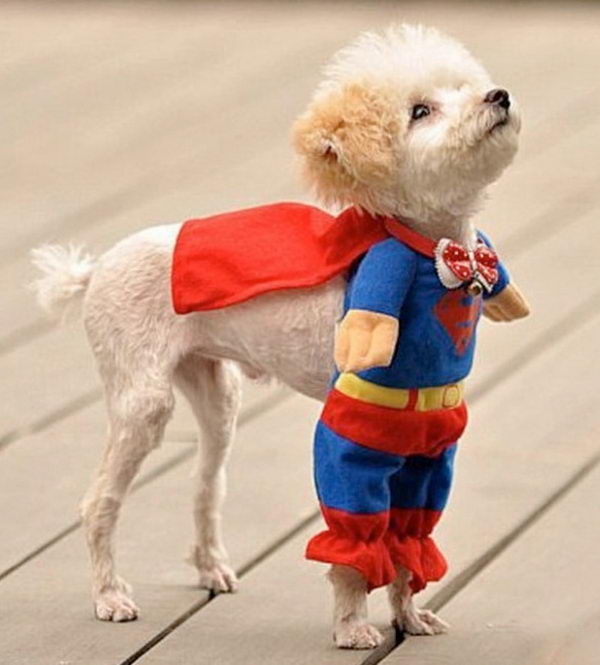 Cool Pet Costumes for Halloween. 