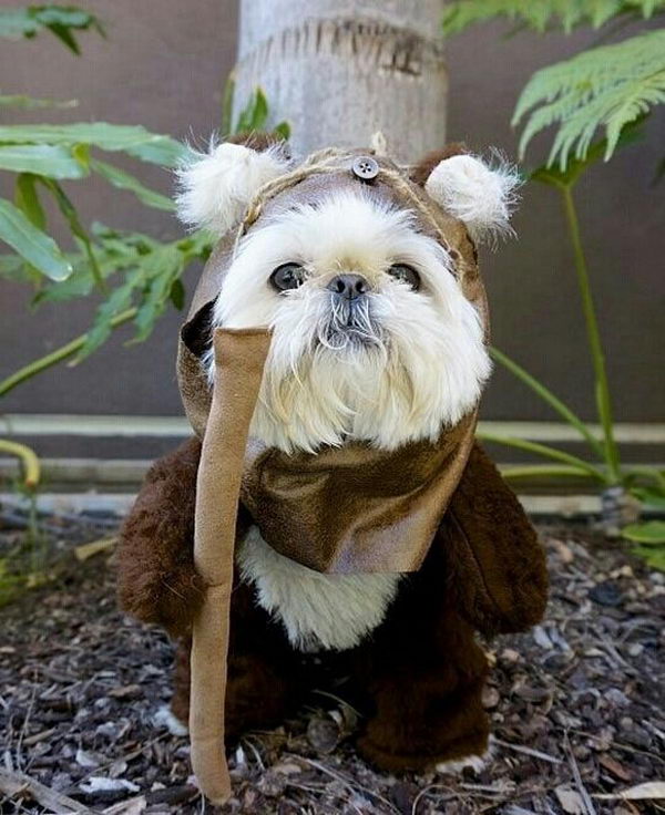 Cool Pet Costumes for Halloween. 