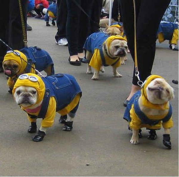 Cool Pet Costumes for Halloween. 