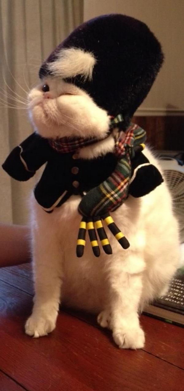 Cool Pet Costumes for Halloween.