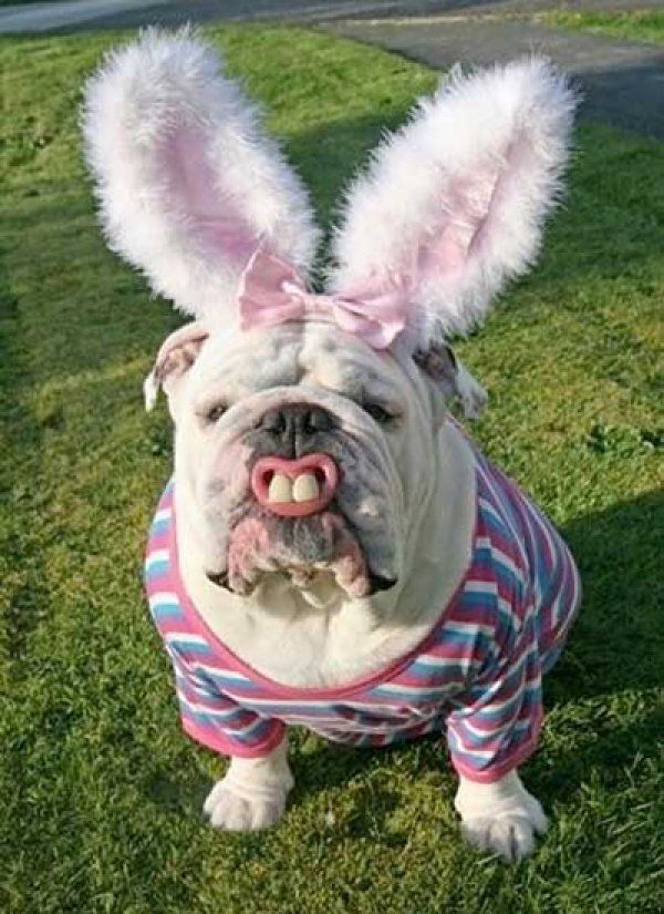 Cool Pet Costumes for Halloween. 