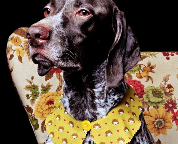 Peter Pan collar for your Pooch. A fun and funky fashion statement for your pet.