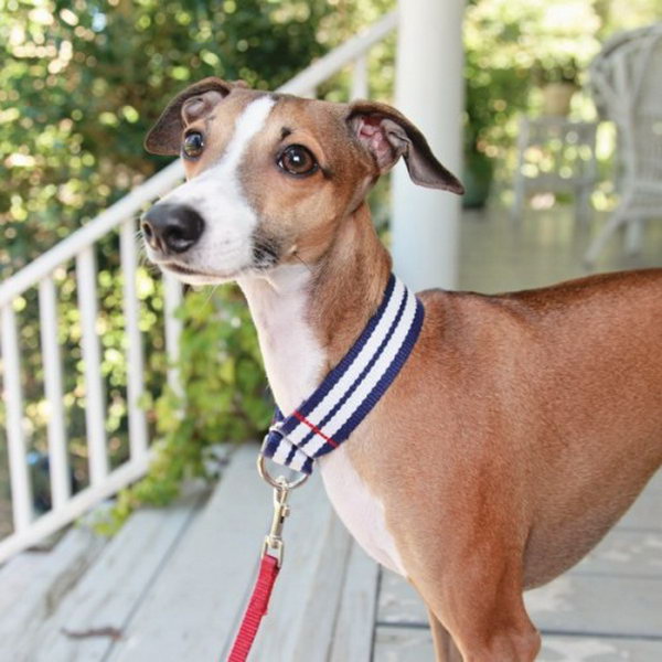 martingale collar. A fun and funky fashion statement for your pet.
