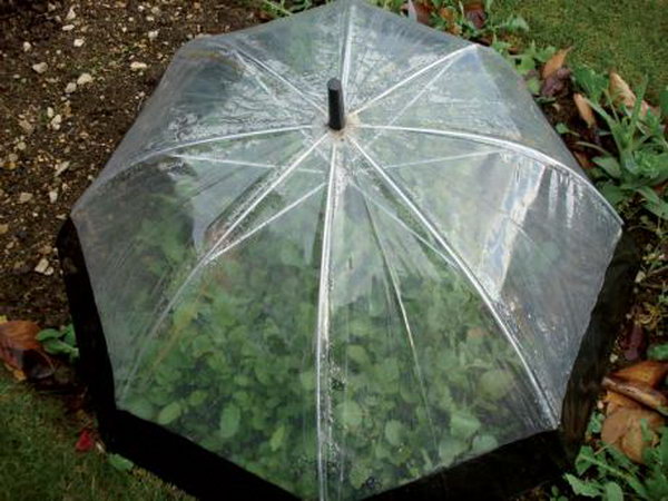 Recycle an old umbrella into a fold away cloche.