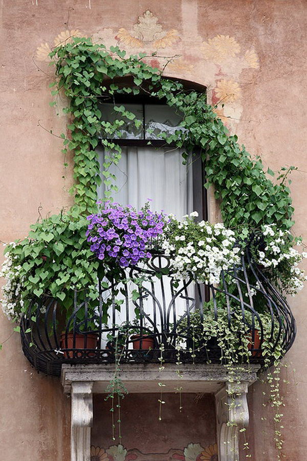 White and purple petunias along with other vined plants cascade from the wrought iron balcony.