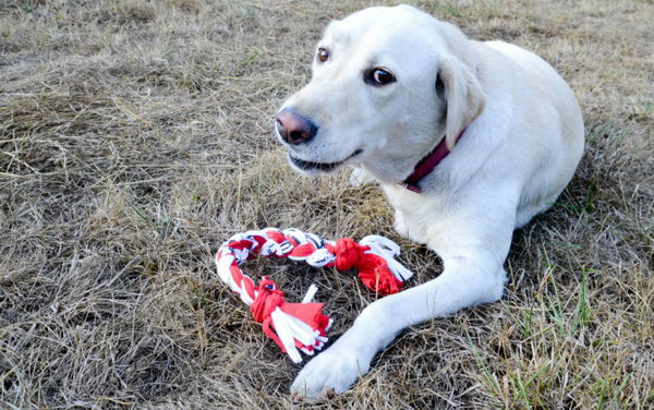 DIY T Shirt Dog Toy. With your old T shirt at home to make a quick and easy toy like this or a soft ball to entertain your pet. Here's the tutorial.