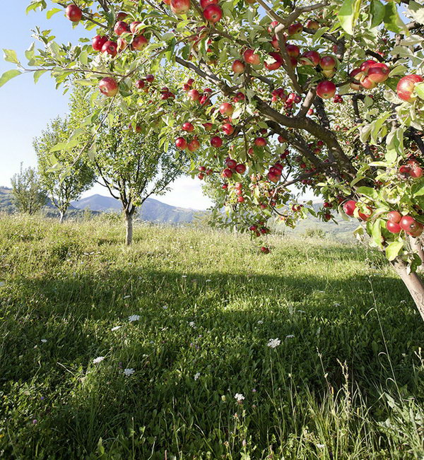 Pick some fresh fruit. It's so great to pick some fruit with your buddy's help. You can taste the sweet flavor of fruit and the romantic love as well. 