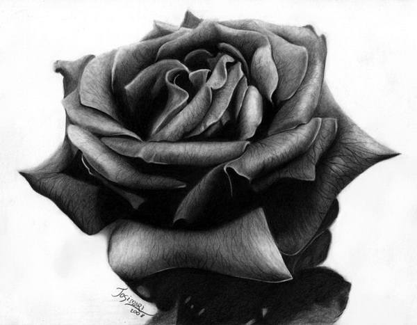 10 Beautiful Rose Drawings for Inspiration 2017