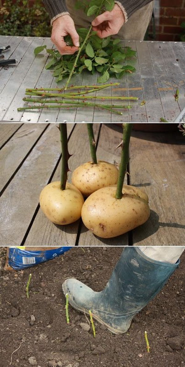 Propagate Rose Cuttings with Potatoes