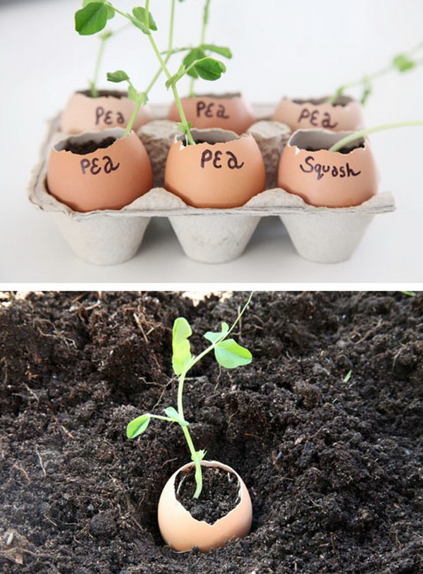 Eggshells Make the Perfect Indoor Seedling Starters