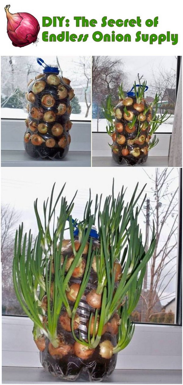 DIY Endless Onion Supply