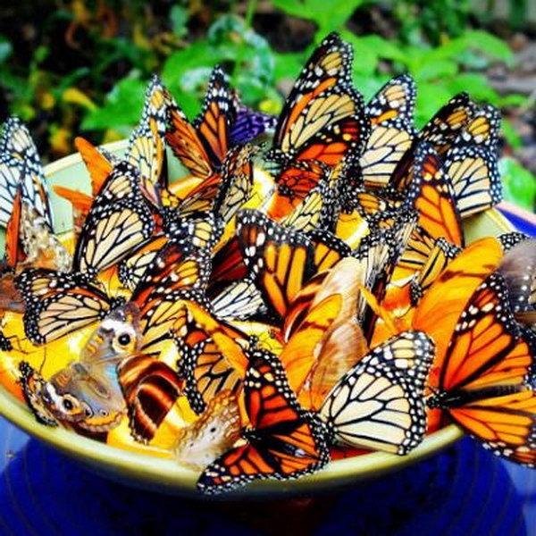 DIY Butterfly Feeder is More than Just a Pretty Garden Addition