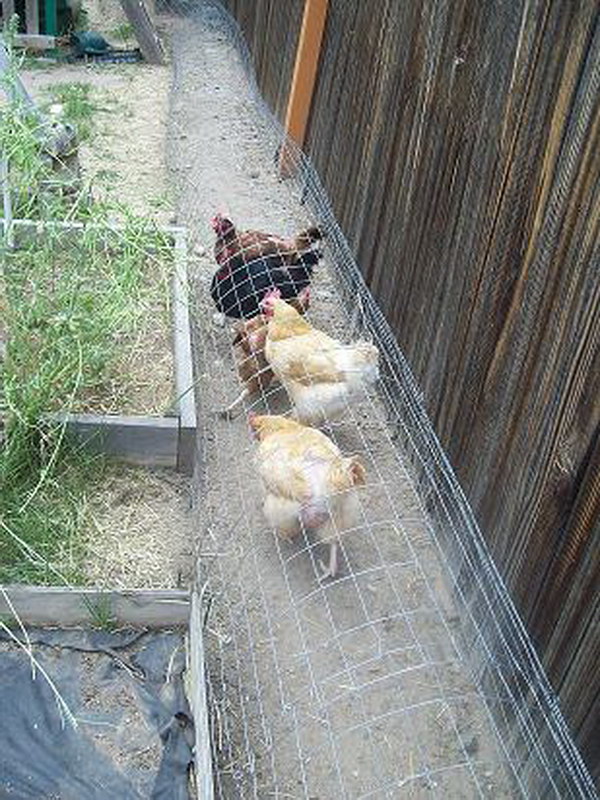 Run Your Chickens in a DIY Chicken Tunnel