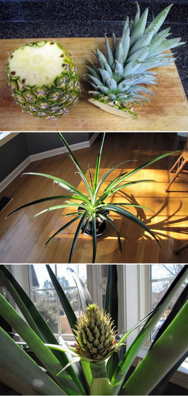 Re Grow a Pineapple Simply from Planting It's Top
