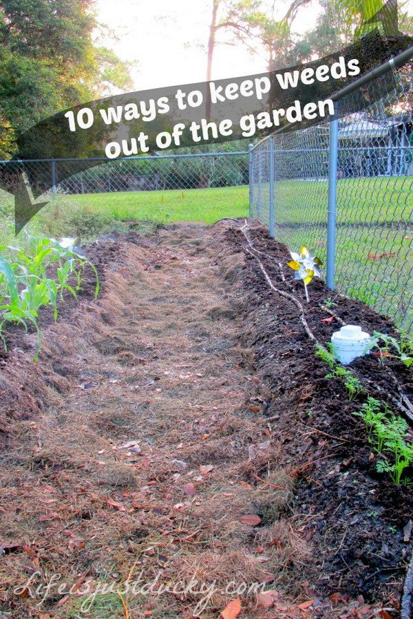 10 Ways to Keep Weeds Out of the Garden