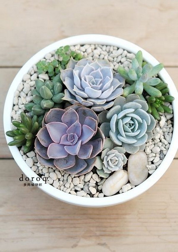 Creative Indoor And Outdoor Succulent Garden Ideas 2017