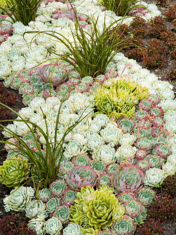 Creative Indoor And Outdoor Succulent Garden Ideas 2017