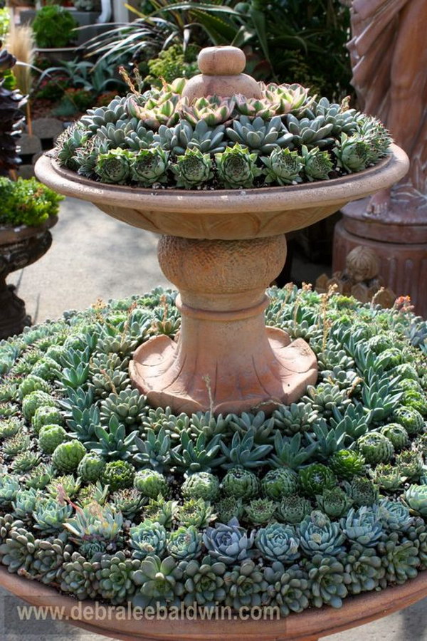 63 succulent garden ideas