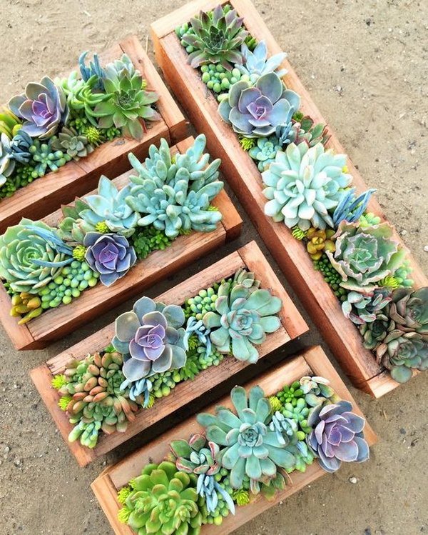 Creative Indoor And Outdoor Succulent Garden Ideas 2017