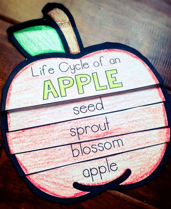 Apple Life Cycle Flip Book. 