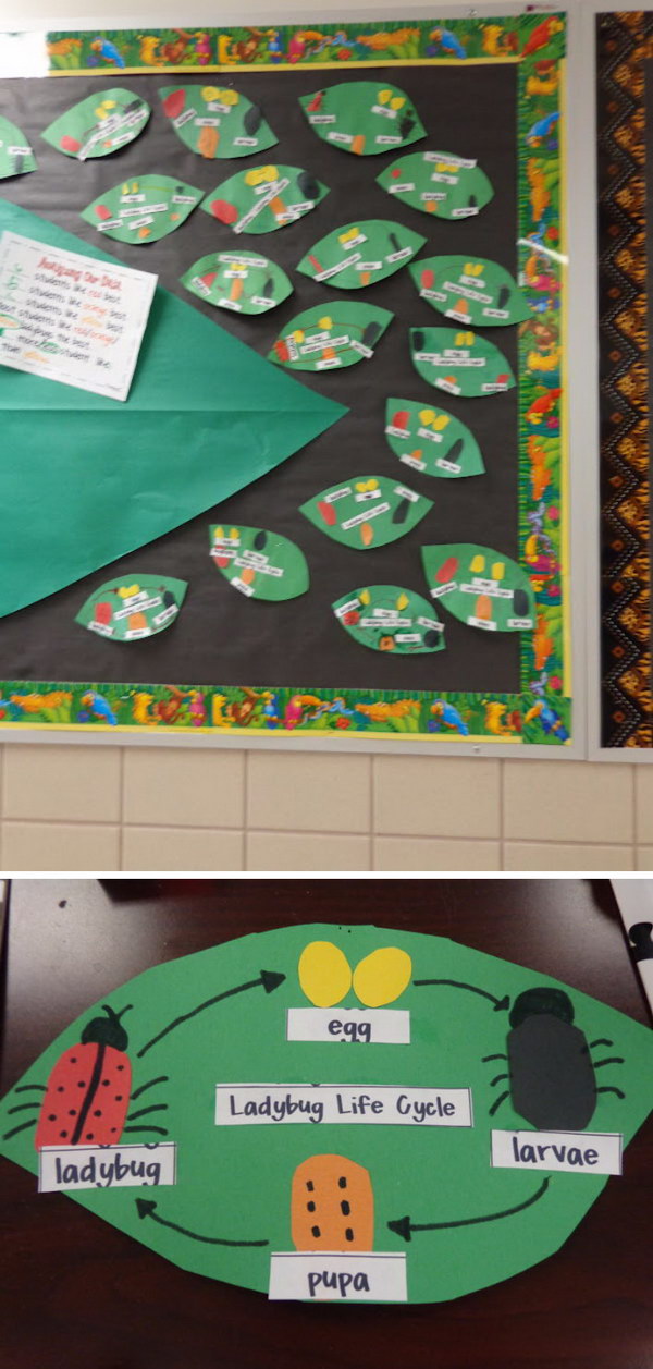 Lady Bug Life Cycle. 