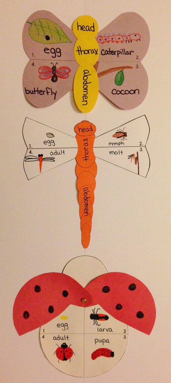 Life cycle of a butterfly, dragonfly and ladybug right on their wings or body. 