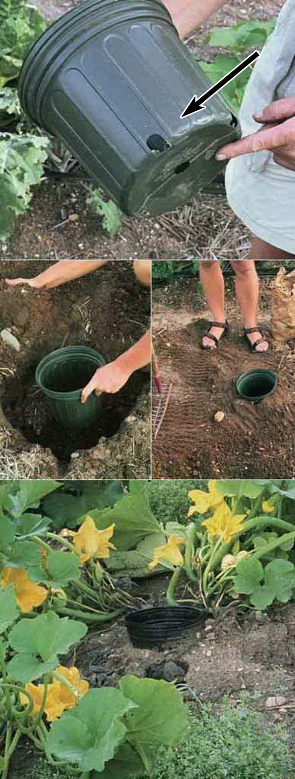 Use The Pot To Water The Roots Easily. 