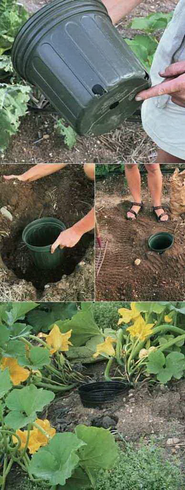 Use The Pot To Water The Roots Easily.