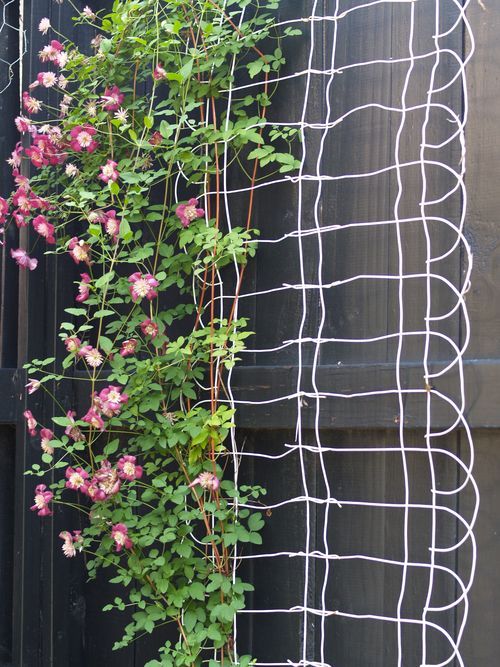 DIY Trellis Using Wire Fencing.