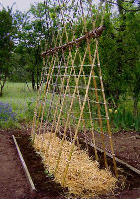 Bamboo Trellis.
