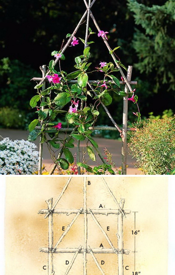 DIY Rustic Trellis Using Branches.