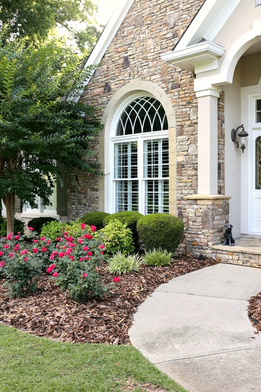 Plant Seasonal Flowers Outdoor.