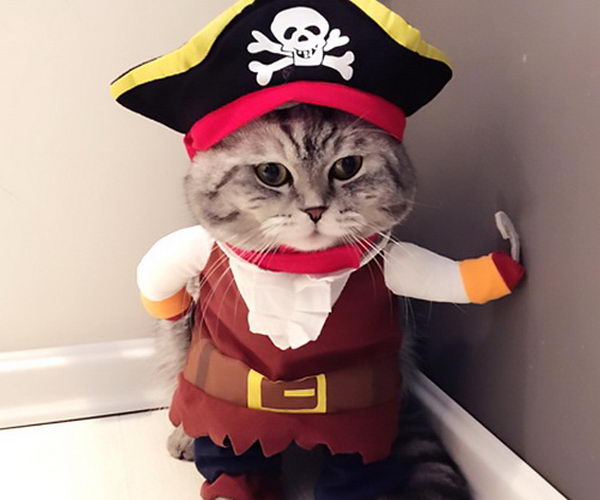 Cat Costumes For Halloween 17