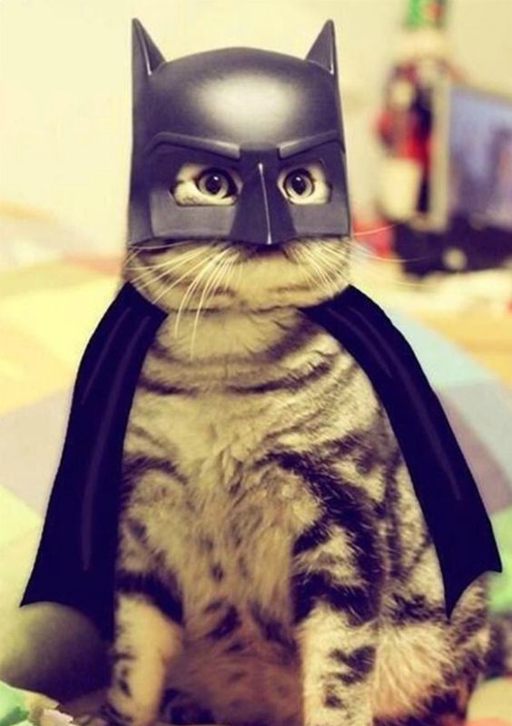 Katzen Kostüm Batman