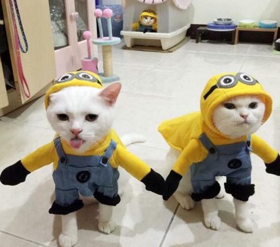 Cat Costumes For Halloween 17