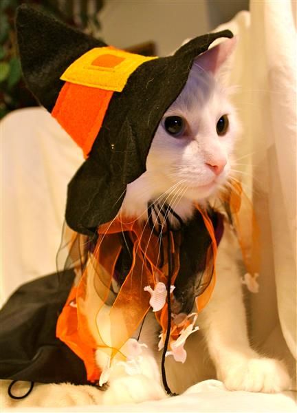 Cat Costumes for Halloween 2017