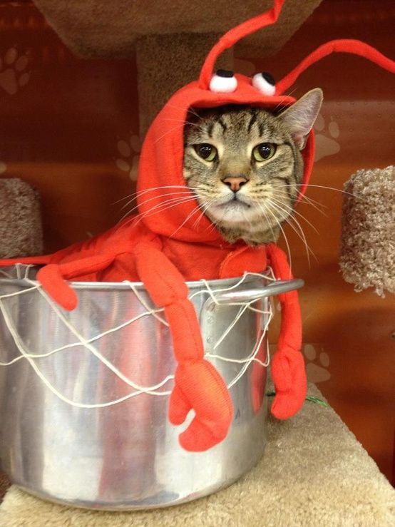 20+ Cat Costumes for Halloween 2017