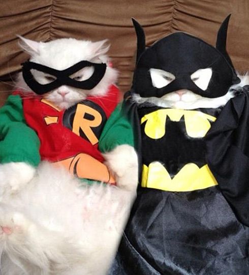 Cat Costumes For Halloween 17