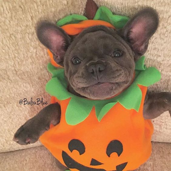 30 Dog Halloween Costumes 2017