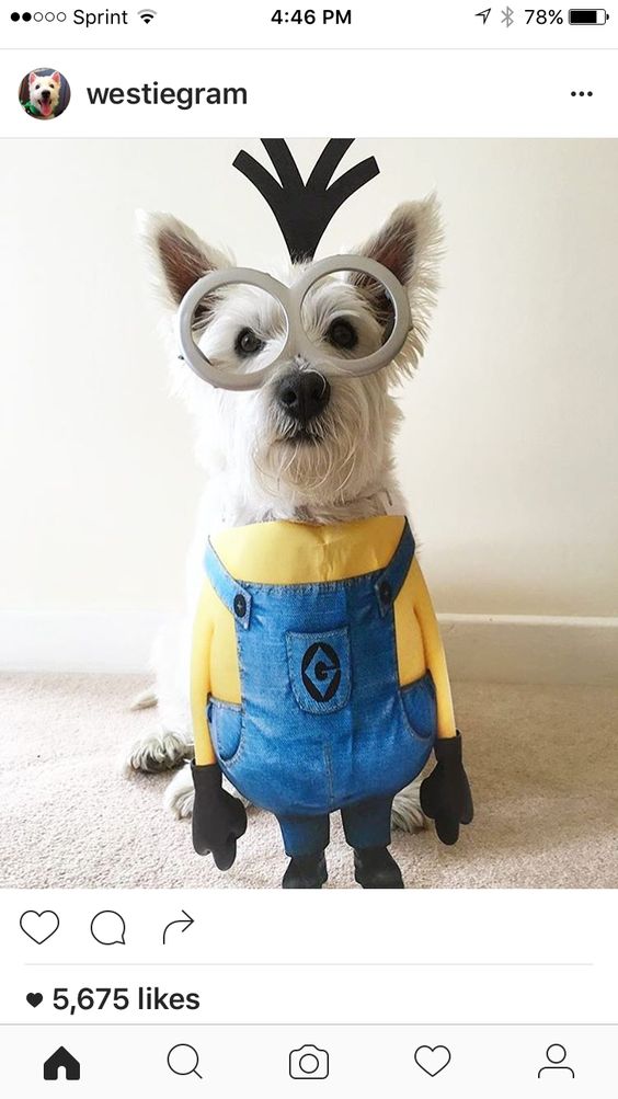 30+ Dog Halloween Costumes 2017