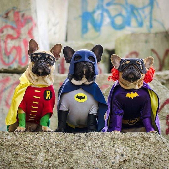 30+ Dog Halloween Costumes 2017