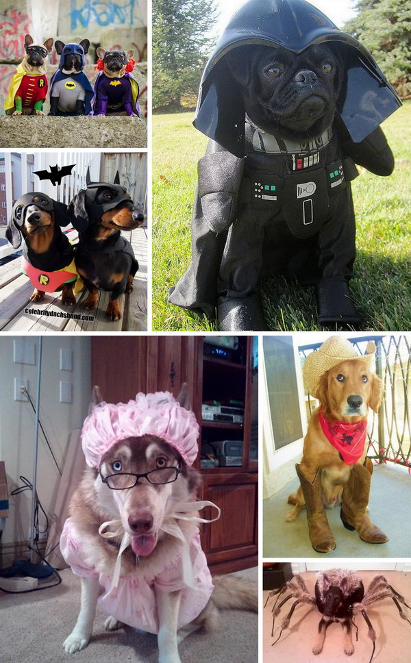 30+ Dog Halloween Costumes 2022