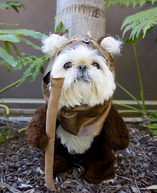 Funny Star Wars Yoda Costume for Dogs.