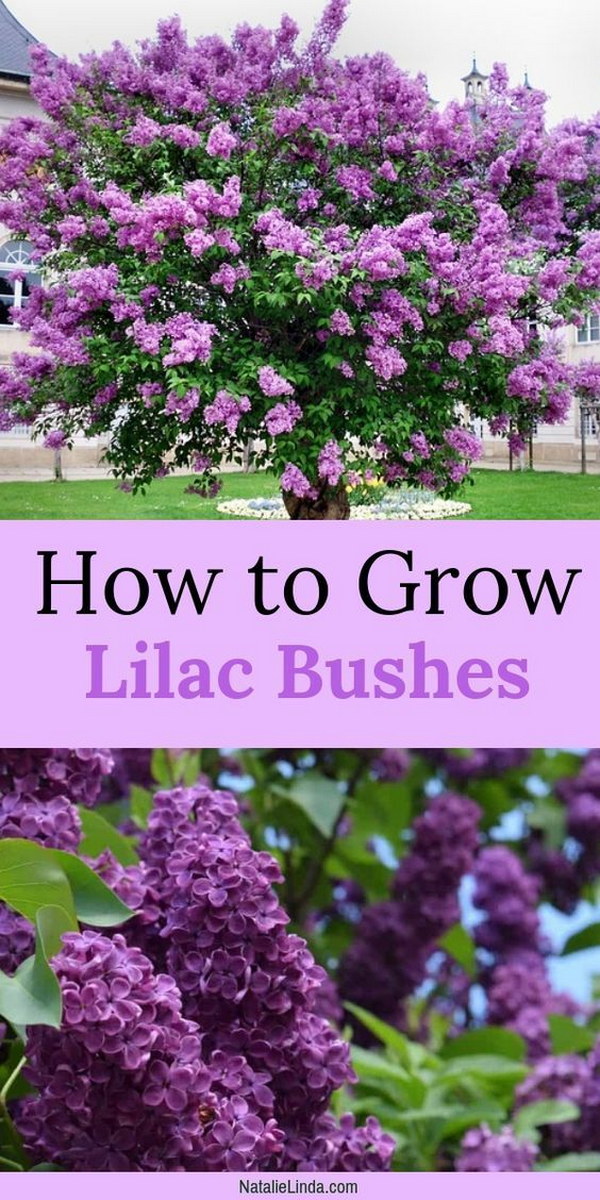 How To Grow a Lilac Bush for Beautiful Blooms in the Spring.