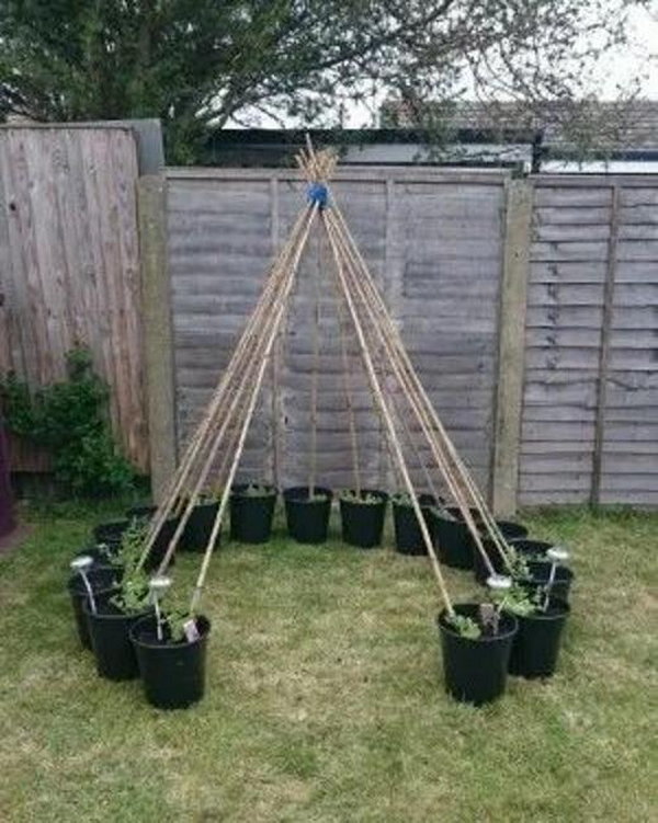 DIY Supports for Climbing Plants.